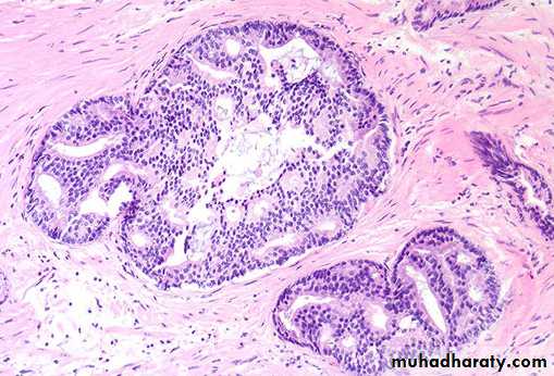 Male Reproductive System