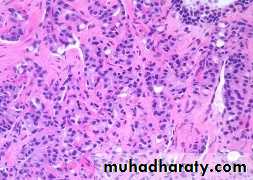 Male Reproductive System