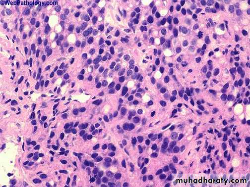 Male Reproductive System