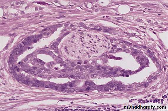 Male Reproductive System