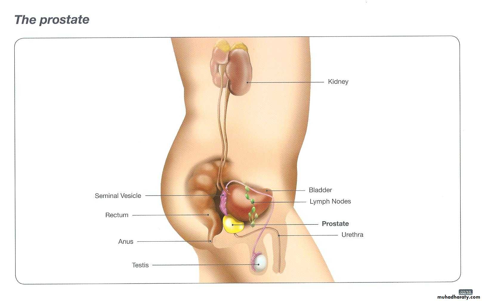 Male Reproductive System