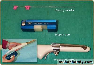 Male Reproductive System
