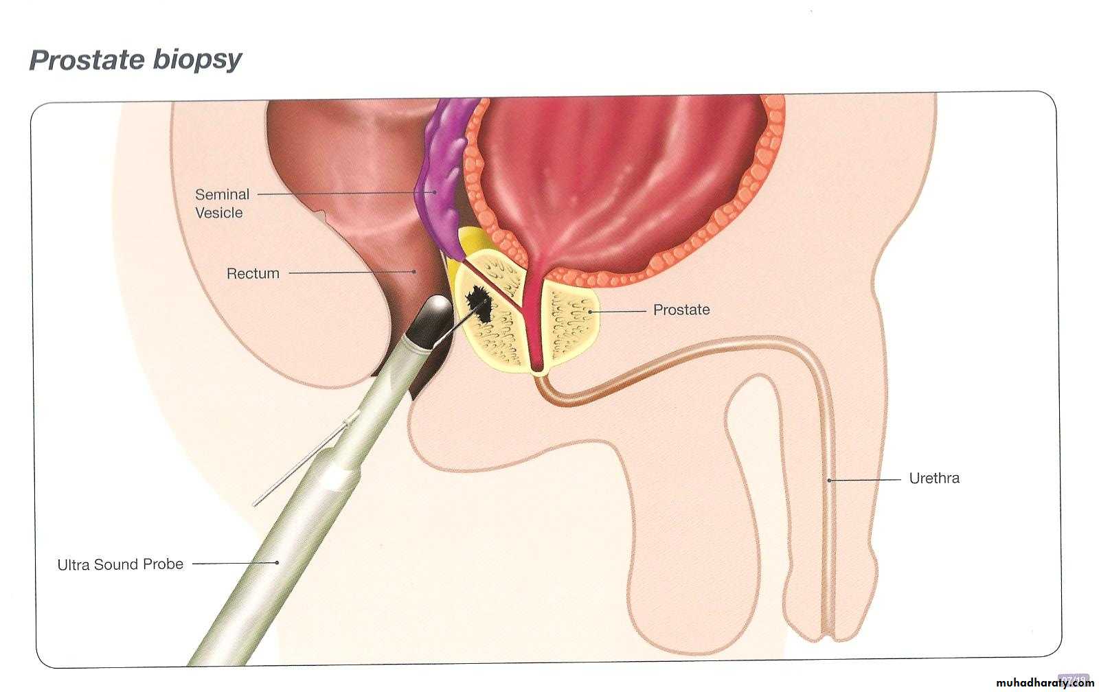 Male Reproductive System