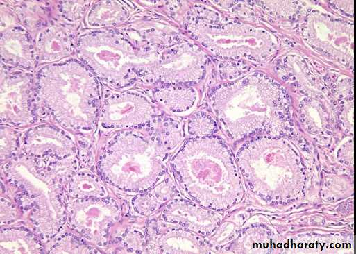 Male Reproductive System