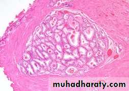 Male Reproductive System