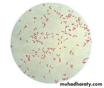 Pseudomonas