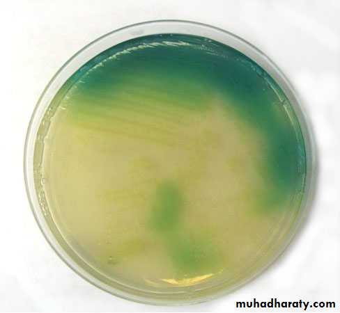 Pseudomonas