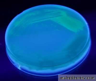 Pseudomonas