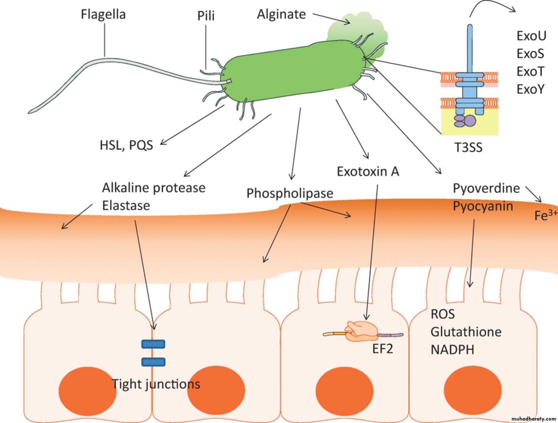Pseudomonas