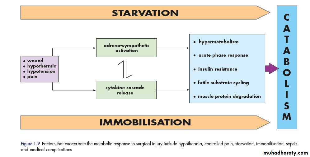 Metabolic Response to Trauma