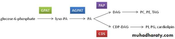 Lipid metabolism