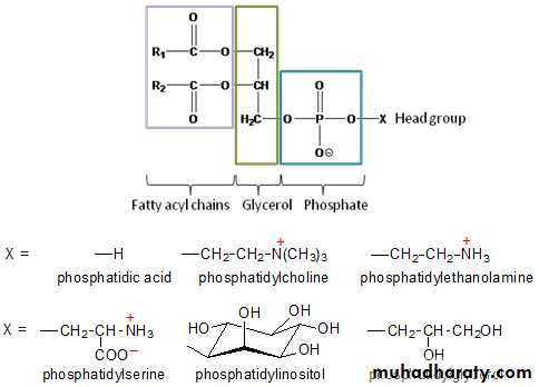 Lipid metabolism