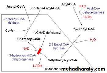 Lipid metabolism