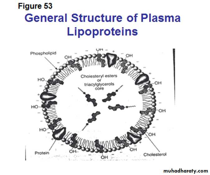 Lipid metabolism