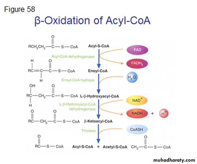 Lipid metabolism