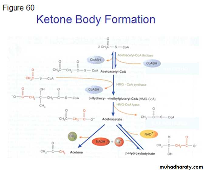 Lipid metabolism
