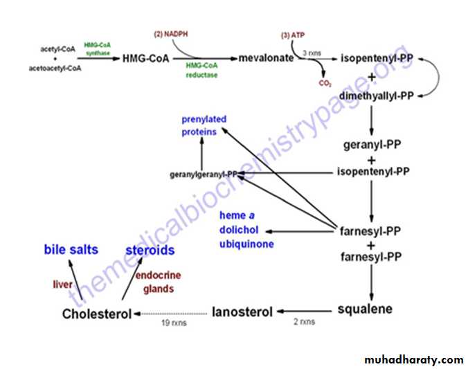 Lipid metabolism