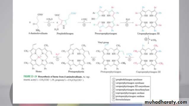 porphrins bile pigments