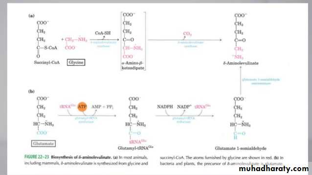 porphrins bile pigments