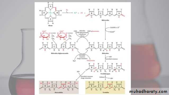 porphrins bile pigments