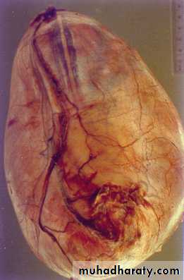 Male Reproductive System