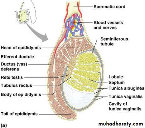 Male Reproductive System