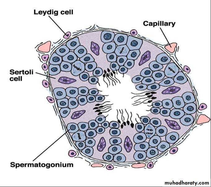 Male Reproductive System