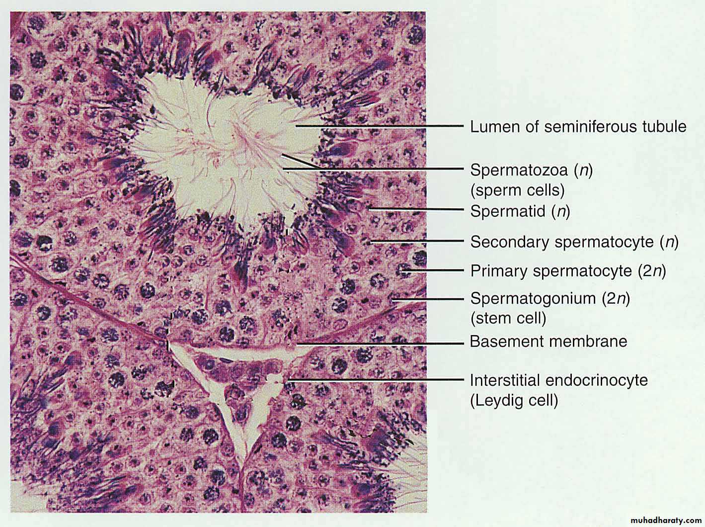 Male Reproductive System