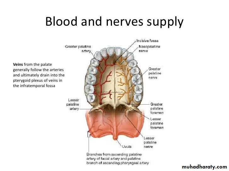 Anatomy_الفصل الثاني
