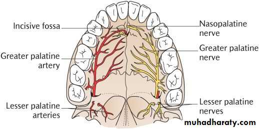 Anatomy_الفصل الثاني