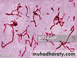 Spirochetes
