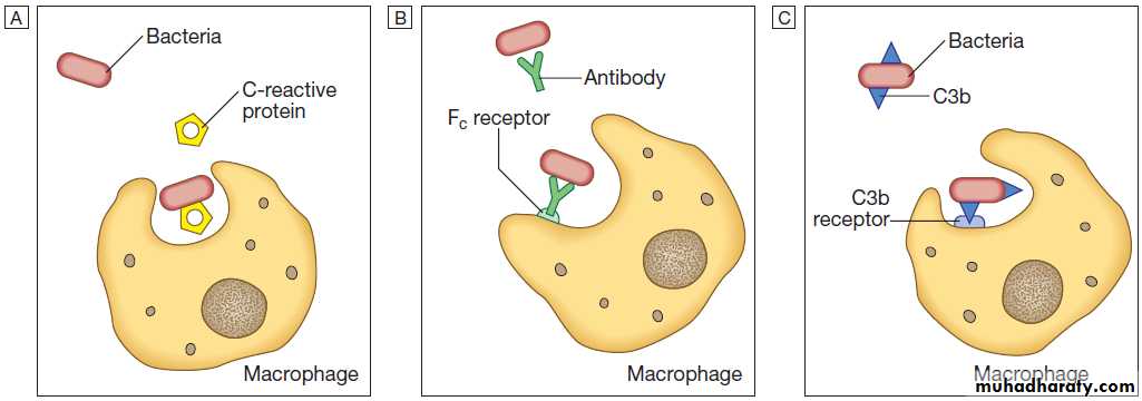 Immunological factors in disease