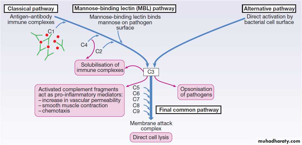 Immunological factors in disease
