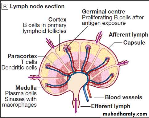 Immunological factors in disease
