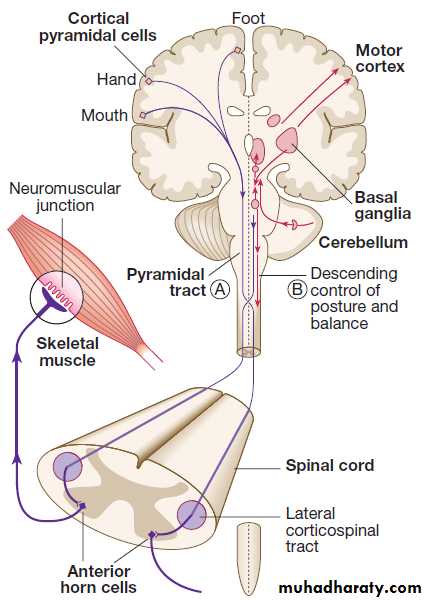 Neurological disease