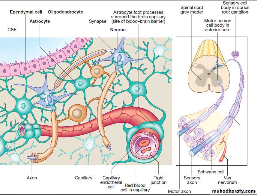 Neurological disease