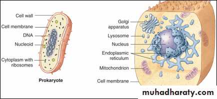 Histology