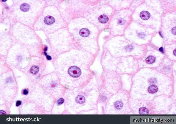 Histology