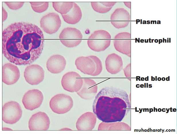 Histology