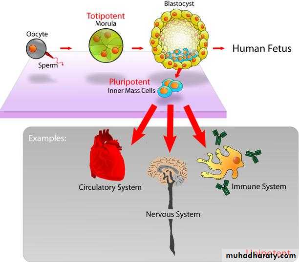 HSCT