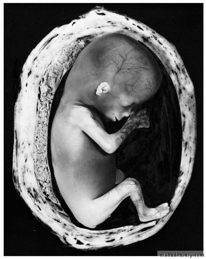 lec9 Fetus and Placenta I