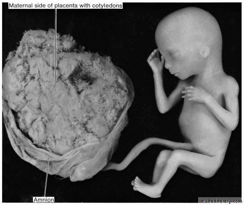 lec9 Fetus and Placenta I
