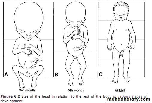 lec9 Fetus and Placenta I