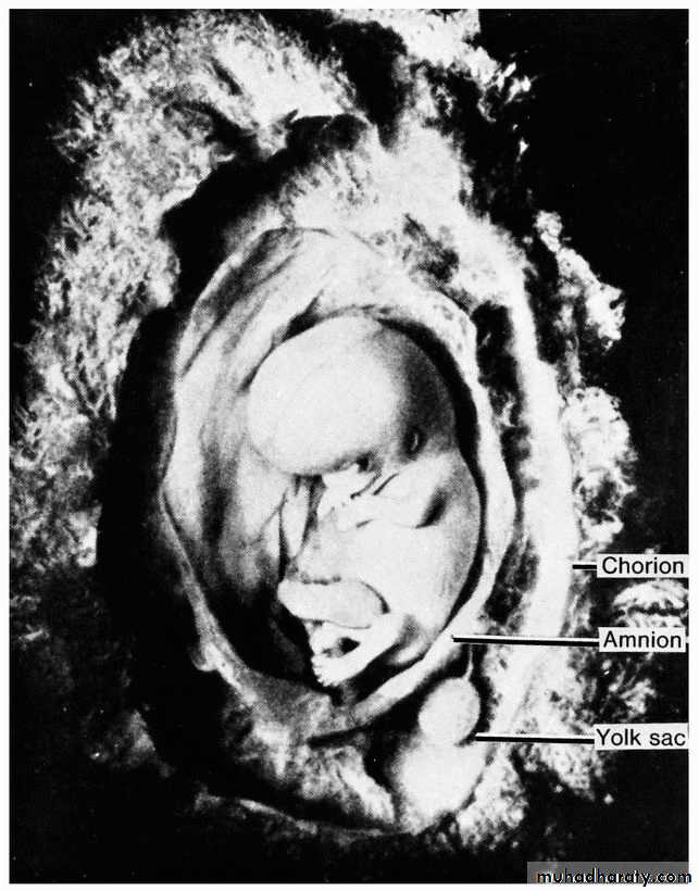 lec9 Fetus and Placenta I