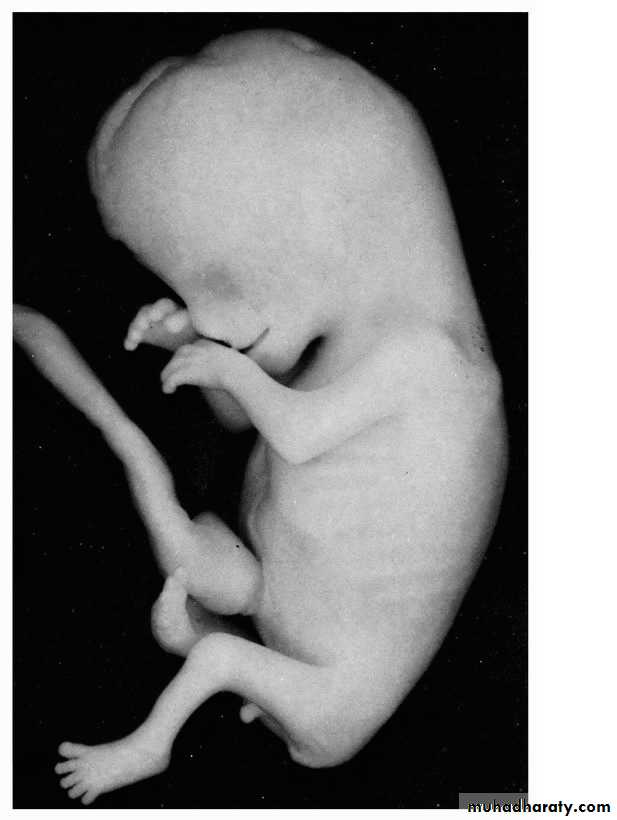 lec9 Fetus and Placenta I