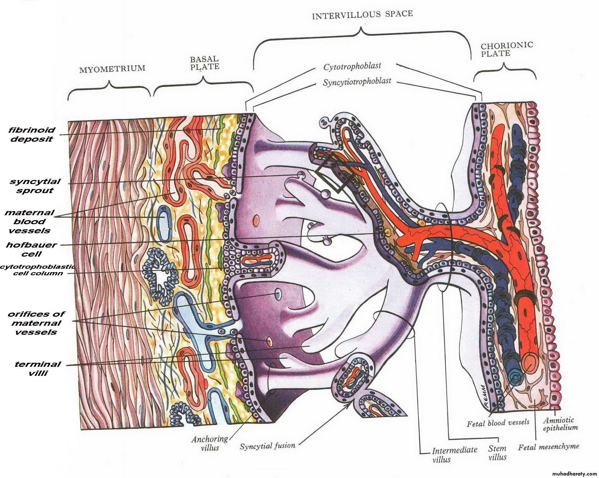 lec10 Development of the placenta
