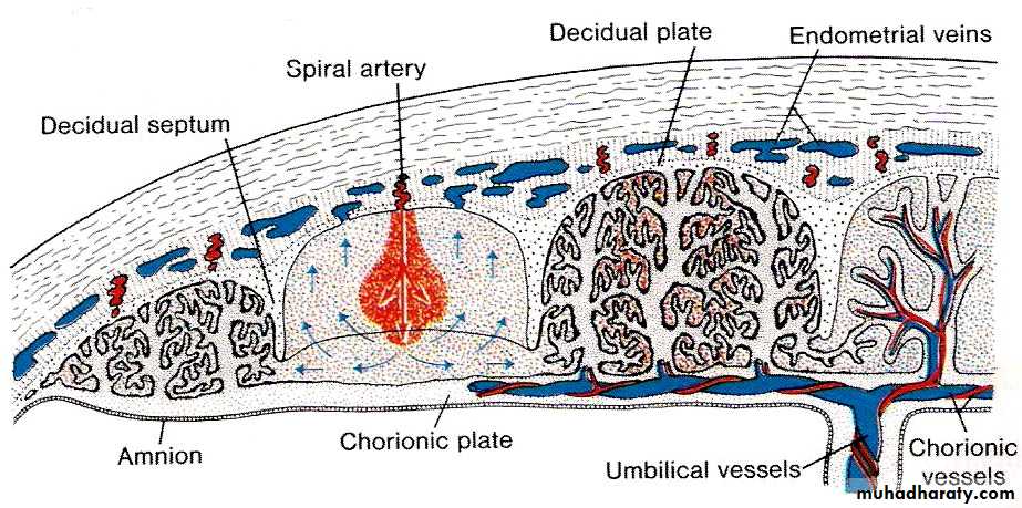 lec10 Development of the placenta