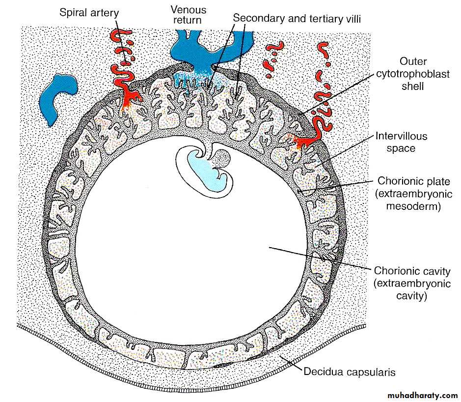 lec10 Development of the placenta
