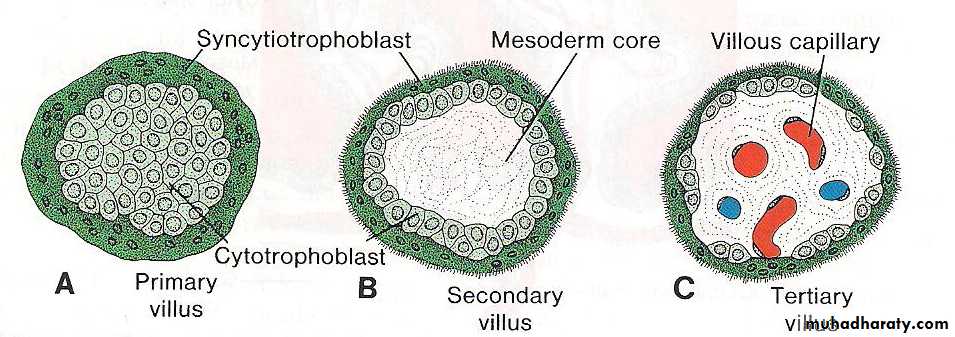 lec10 Development of the placenta