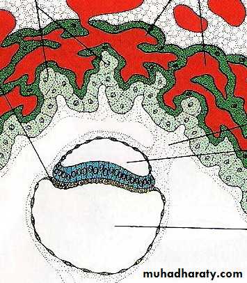 lec10 Development of the placenta